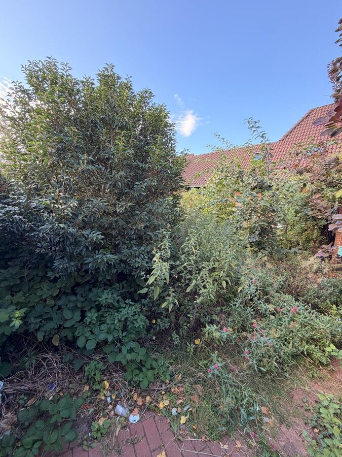 Verwilderter Garten vor der Sanierung in Hannover